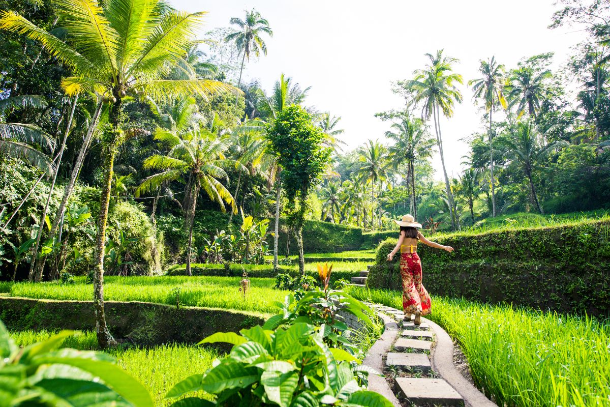 Rice Terraces of Ubud, Bali